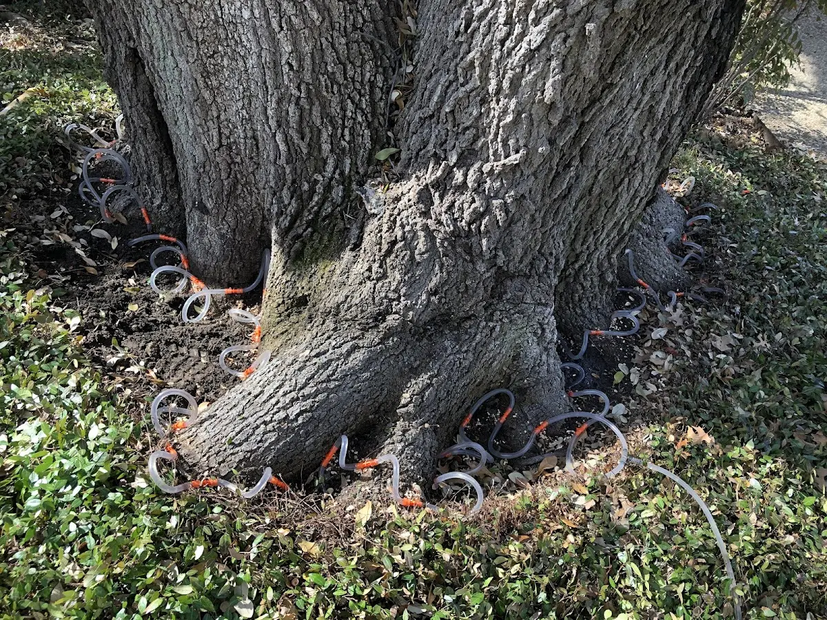 Detailed Tree Cabling and Bracing job site in Kivalina